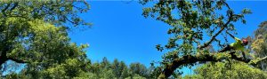 Certified arborists providing tree trimming and removal in Rohnert Park and Santa Rosa, CA