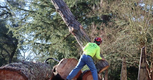 Certified arborist checking a large fallen tree for hidden root damage